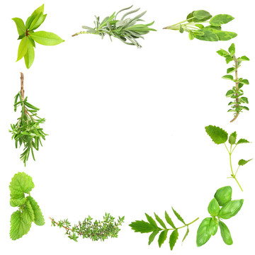 草本植物葉片框架