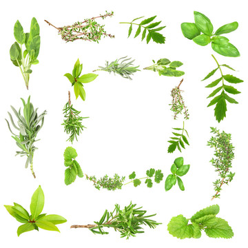 草本植物