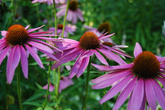 紫色的Cone Flowers