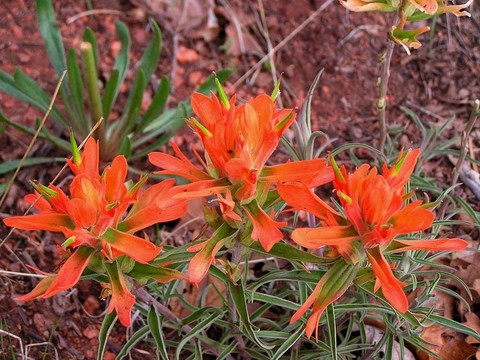 沙漠里的花朵