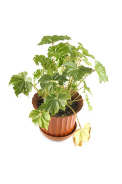 白色背景的室內(nèi)植物