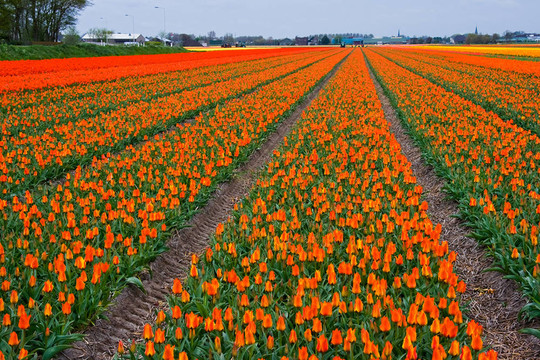 豐富多彩的tulipfields