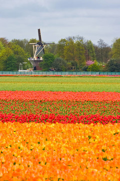 tulipfield和軋機(jī)