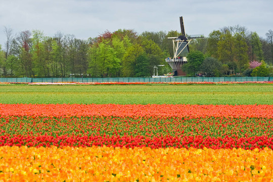 磨tulipfield