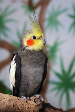 雄性玄鳳鸚鵡；
