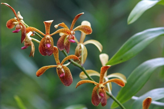 Vanda；蘭