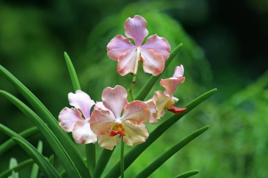 Vanda；蘭