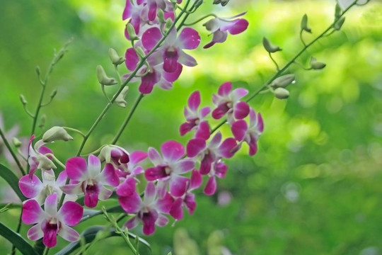 Vanda；蘭