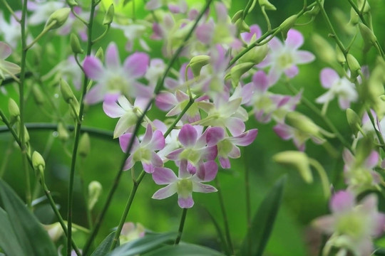 Vanda；蘭