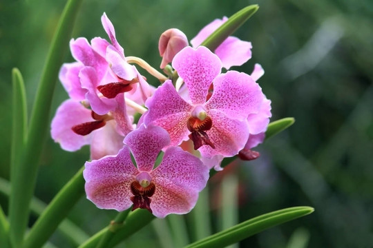 Vanda；蘭
