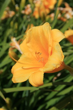 黃花菜的花