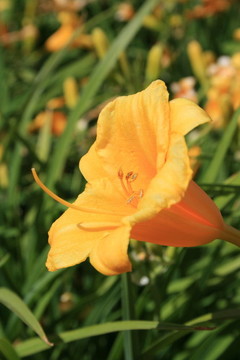 黃花菜的花