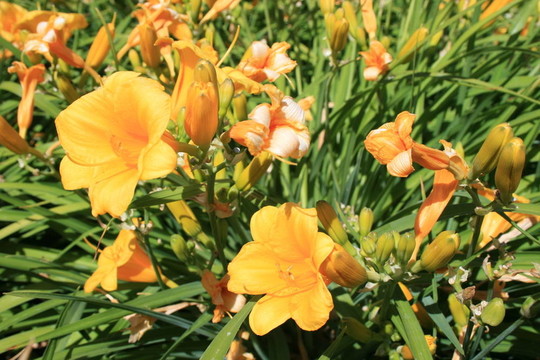 黃花菜的花