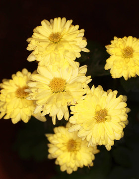 雛菊花