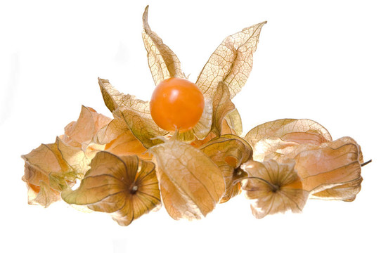 菲莉斯的果實(shí)