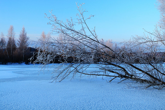 冰河樹林霧凇