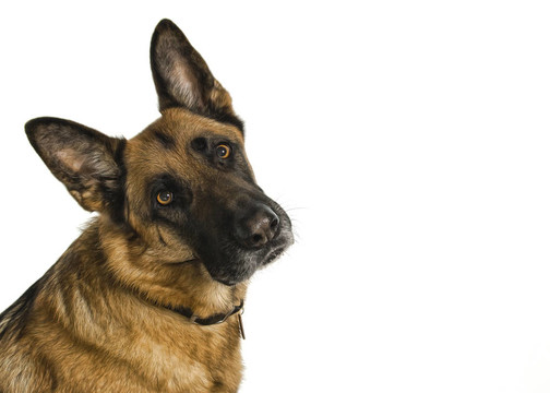 短頭發(fā)德國牧羊犬
