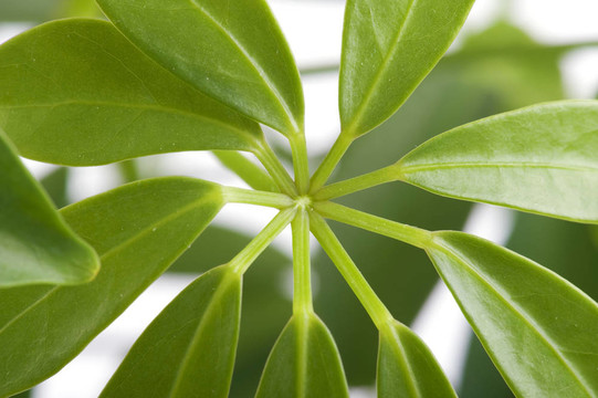 窗口植物關閉