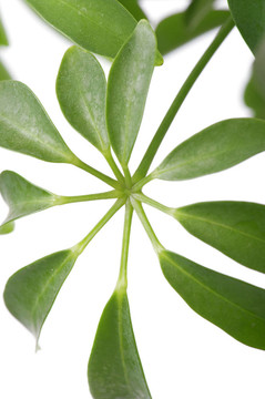 窗口的植物宏觀