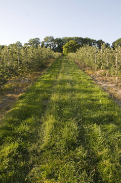 蘋果園