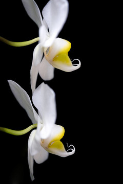 蘭花