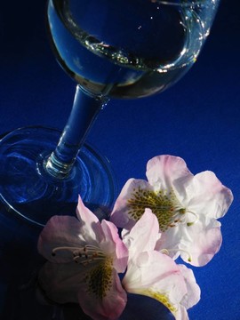 杜鵑花和玻璃