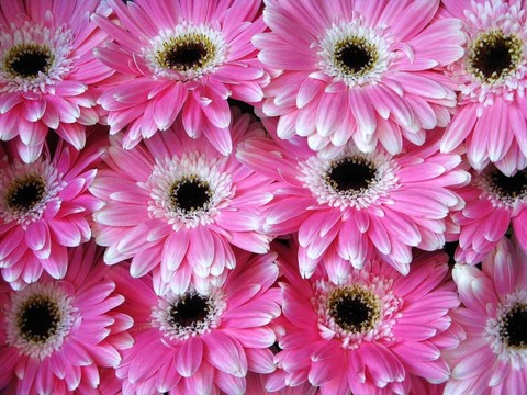 Pink Gerber花- BAC
