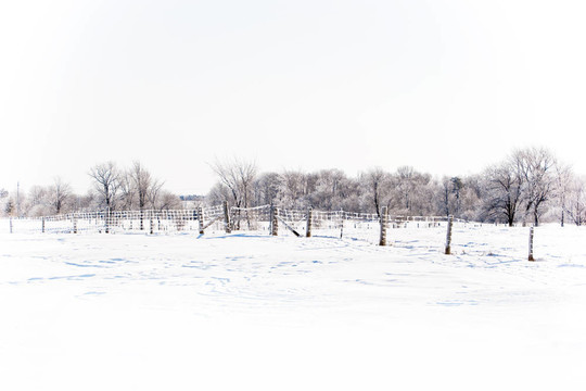 冬天的雪