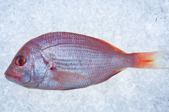 單原烏頰魚(yú)