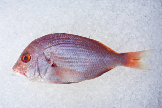 單原烏頰魚(yú)