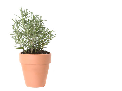 Clay Pot種植的迷迭香香草