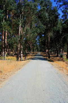公園里的路