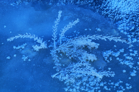 冰河草葉霜花