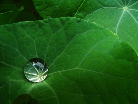 金絲雀爬山虎葉