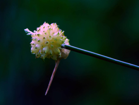 深綠色模糊背景花的花蕾