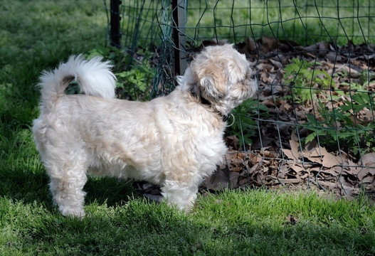 白色的科學(xué)