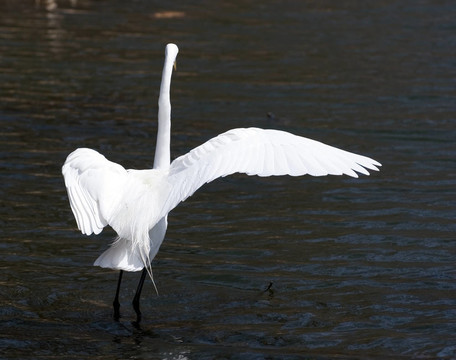 大白鷺的舞蹈
