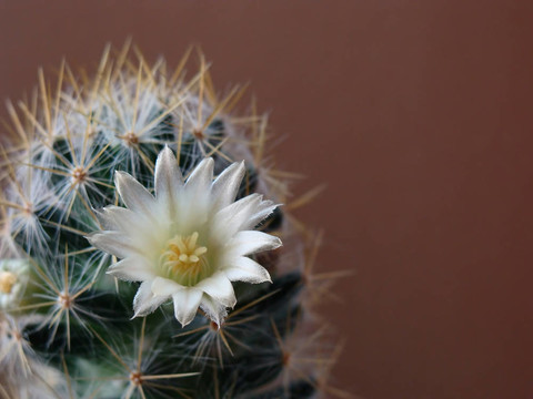 仙人掌之花