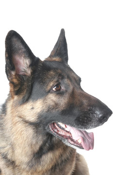 警犬特寫