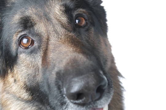 警犬的宏