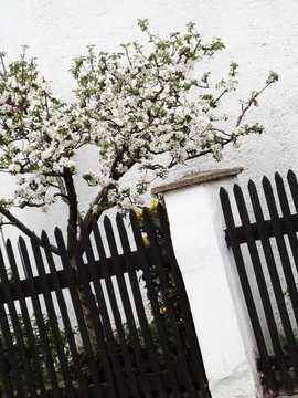 蘋(píng)果樹(shù)披上花