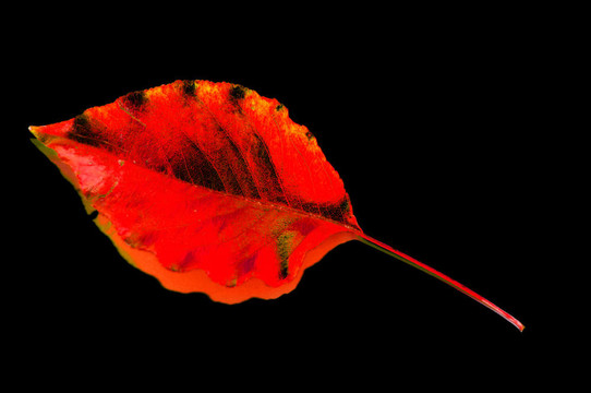 紅色的葉子