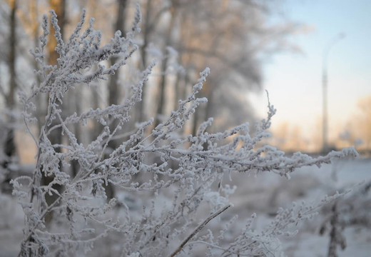 草在雪中