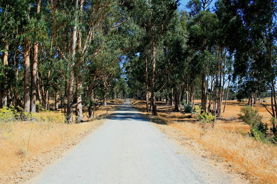 公園里的路