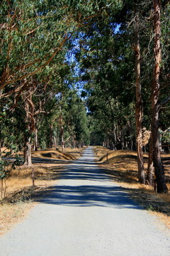 公園里的路