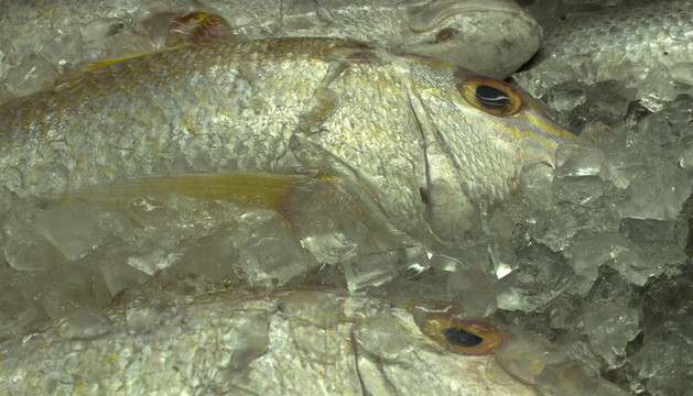 海鮮新鮮的魚魚上冰
