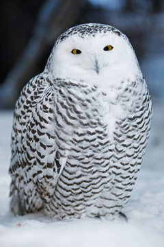 雪鸮