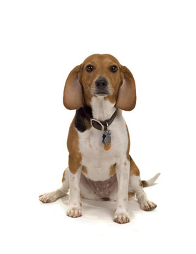 只是一個(gè)小獵犬