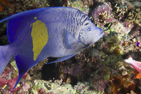 神仙魚