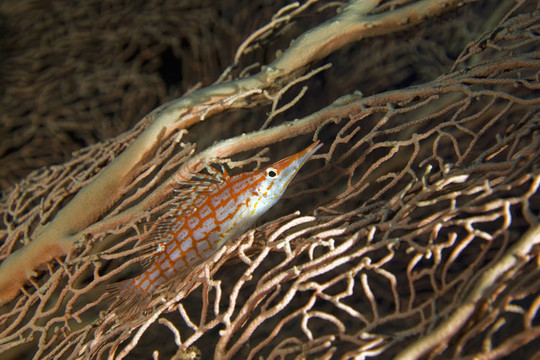 長鼻鷹魚
